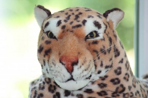 lazy_leopard's profile picture. 