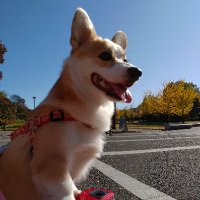 こむぎ/コーギー (@komugi_crg) Twitter profile photo