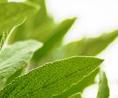 Genesis Agriculture is a hydroponic farming company located in Santa Clarita specializing in the cultivation, growth, and sales of culinary cooking herbs.