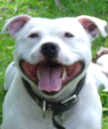I'm a very friendly Staffie who lives in Norfolk, sometimes known as Smiley Sam