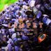 Limpet The Movie (@limpetmovie) Twitter profile photo Limpet The Movie (@limpetmovie) Twitter profile photo
