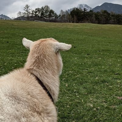 あほねむい