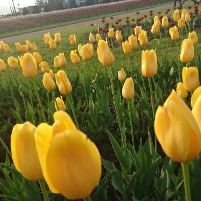 ゆう さんのプロフィール写真