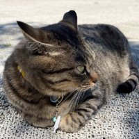 丸の内キジトラ猫(@MarunouchiPanda) 's Twitter Profile Photo