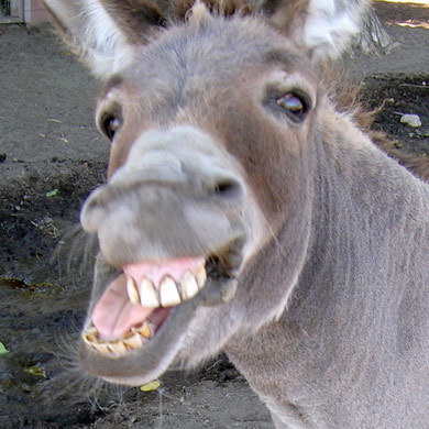 SCBadDonkey's profile picture. The greatest SC Democratic state senator you've never heard of...