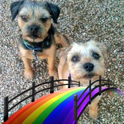 Border Terriers -loved & cherished by our humans but lost our battles to different cancers. Katie 4/15/06- 6/14/20 Chester 4/1/07-9/29/20 #TRUMP2024 #MAGA