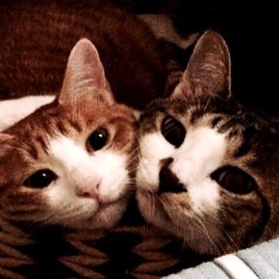 todochappy's profile picture. 