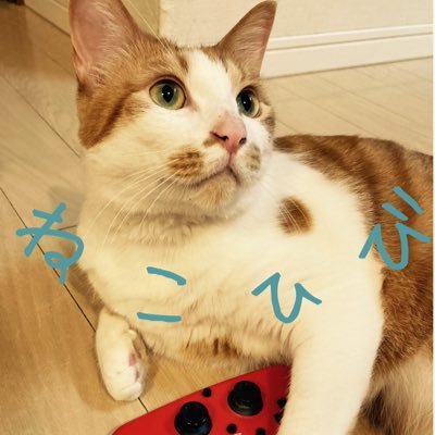 YouTubeチャンネル「猫と暮らす日々。」のTwitterです。ゲーム実況が多いです。