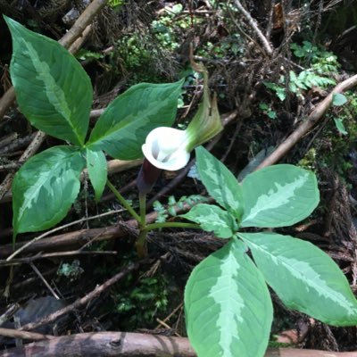 植物垢。テンナンショウとかサトイモ科植物の研究がしたい。植物以外は一応こっち@EPl7k581rxw9MnR