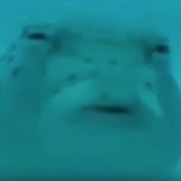 ardentlama (@ardentlama22) 's Twitter Profile