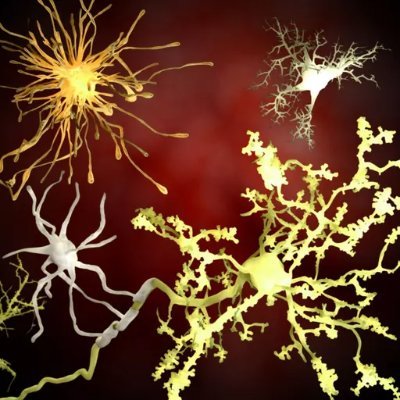 Neuroglia17's profile picture. Here to learn the most complex structure - The CNS