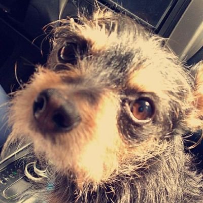 GirlJaiden's profile picture. 