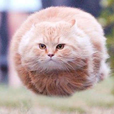 ratzcobama's profile picture. I like the meme meme meme, I like the meme meme meme, I LIKE THE MEME MEME!!!!