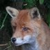 Scragfox (@scragfox) Twitter profile photo Scragfox (@scragfox) Twitter profile photo