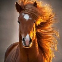 Smarty Jones (@thesmartyjones) 's Twitter Profile Photo Smarty Jones (@thesmartyjones) 's Twitter Profile Photo