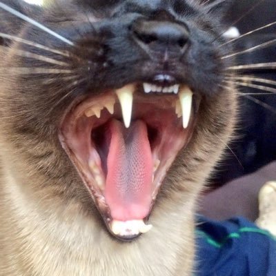 Flordelaky's profile picture. Tan romántica como su madre | Paul de mi vida y de mi alma.