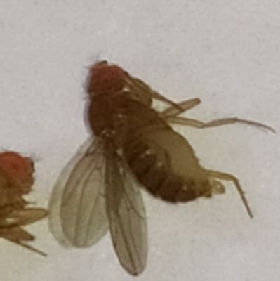 LaIatBuah's profile picture. 