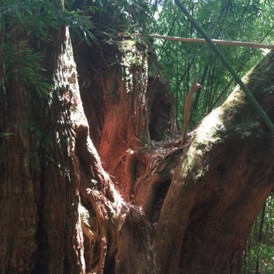 BTpickins's profile picture. pickins