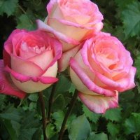 Fadwa Zaitoon (@zaitoonfadwa) 's Twitter Profile