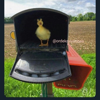 ruhunyasasi's profile picture. 