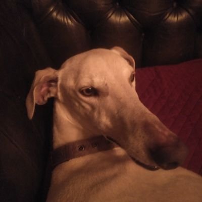 We are passionate about greyhounds, well, most animals really. We have two greyhounds and a galgo, and three cats too. Follow our blogs too.