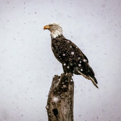 joelball85's profile picture. 
