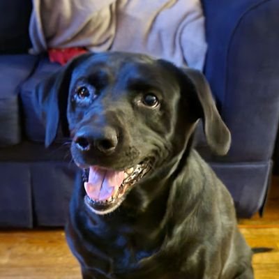 I'm a #labdalmationmix | I was rescued by @rygielfamily ( Dad, Mom, Cooper, & Spencer), they are my #FureverFamily |
IG: Mistymay0614