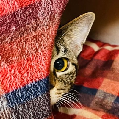 保護猫団体ニャンクチュアリ代表理事の愛猫2匹についてツイートします | にゃんこに学ぶストレスフリーな生き方😺 #保護猫 #猫好きさんと繋がりたい #殺処分ゼロ #ニャンクチュアリ