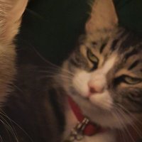 irem ç. (@civcivcakmak) 's Twitter Profile