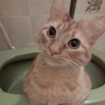 RoxanaAsaro's profile picture. 