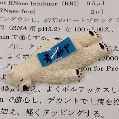 aruberiru's profile picture. 日本の未来を牽引する、しろくまエンジニアの卵