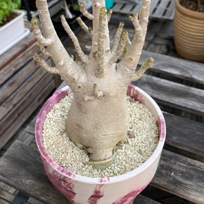 2021.5植物アカ始めました。パキポ サボテン🌵多肉全般。都内のベランダで少数精鋭で細々と植物愛でてます。オザキ、ホムセン、多肉bb 。最近室内で観葉植物も手出し始め収集つかず。植物仲間が欲しいです。フォローさせて下さい🙏日常アカ→@maon_choorbthai