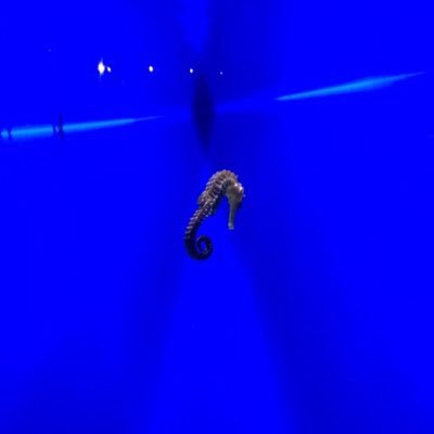 phonyphonophore's profile picture. 