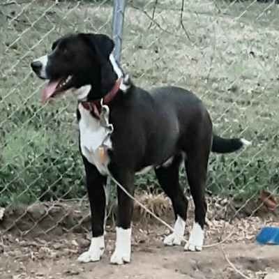 I am a 4 yr old Lab/Border Collie mix. I am very intelligent & loving. I love playing chase and tug of war. Politics will be blocked.