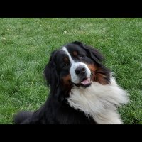 Jesse Davidson (@jessecicu) 's Twitter Profile