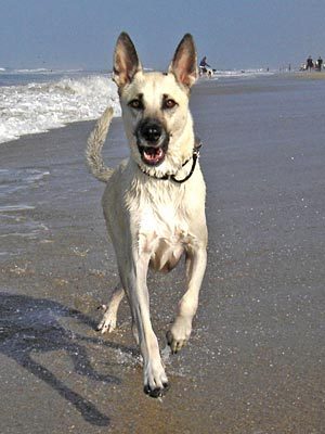 Pets love the Oregon Coast.  Dogs love the beaches.  Cats love to curl up and watch storms.  Pamper your pet while your renew yourself by the ocean.