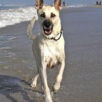 Oregon Coast Pets (@oregoncoastpets) 's Twitter Profile Photo Oregon Coast Pets (@oregoncoastpets) 's Twitter Profile Photo