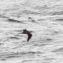 John Ward - @sunkislandbirds - Twitter