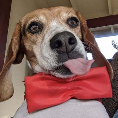 BeagleGinger Profile Picture