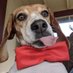 Ginger the Beagle 🎖️🛡️♥️ (@BeagleGinger) Twitter profile photo