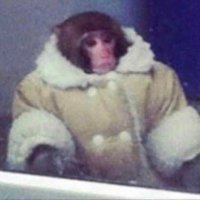 Arctic monkey π©πͺ (@w1enerschnitz3l) 's Twitter Profile