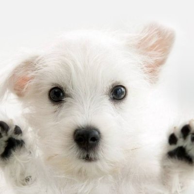 CAAbhishek13's profile picture. 