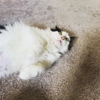 m (@mitchellmcbabe) 's Twitter Profile