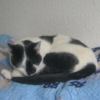 Julia Emerson (@joolsem) 's Twitter Profile