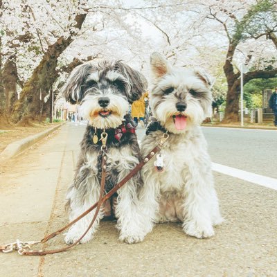 with schnauzer ２匹のシュナウザーとの暮らしの写真🐶🐰✉️ご依頼はこちらまで↓✉️ production.contact@bitstar.tokyo