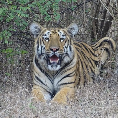 This is the Official Twitter account of Melghat Tiger Reserve, Maharashtra. Melghat is among the first nine Tiger Reserves of India to be notified in 1973.