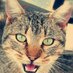 travieso_cc (@caceres_adicto) Twitter profile photo travieso_cc (@caceres_adicto) Twitter profile photo