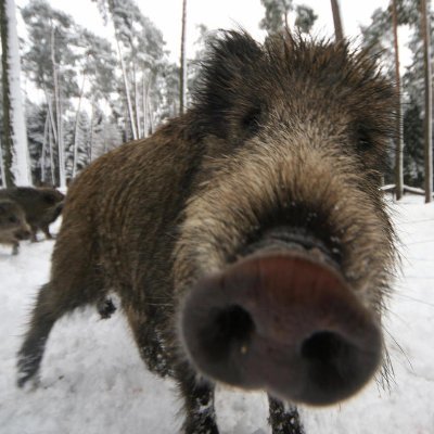 ➡️ #Chasse
➡️ #Venerie
➡️ #Chasseacourre
➡️ #LiberteRuralite
➡️ #IlsSachentNousChassons