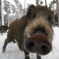 🐗 GrouiK GrouiK 🐗(@GrouikG) 's Twitter Profile Photo