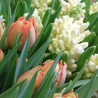 Flowers for Mum(@mothersflowers) 's Twitter Profile Photo